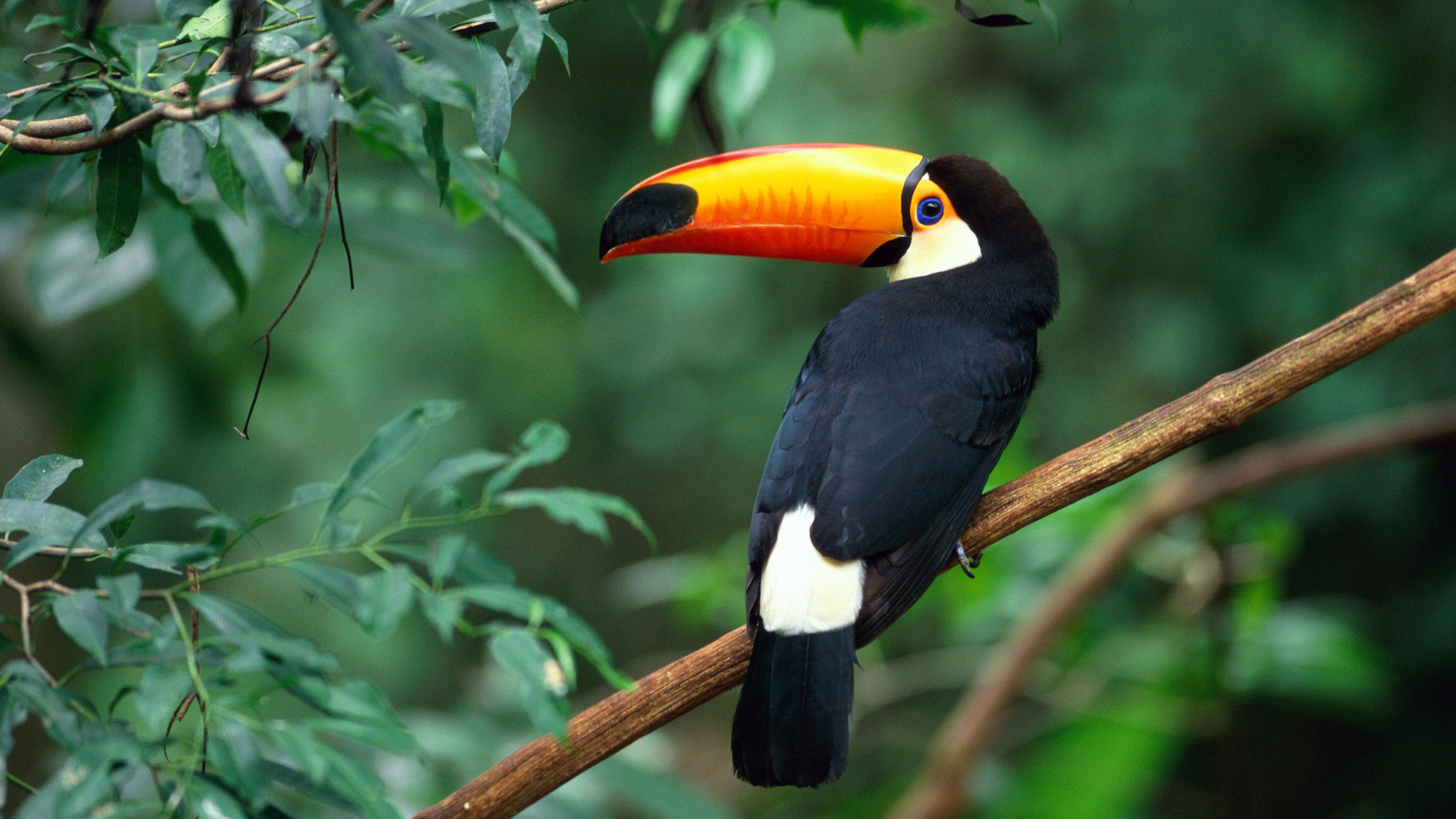 Whiteboard diagram of the student scheduler app design